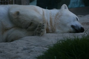 polarbear