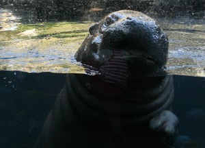 hippo