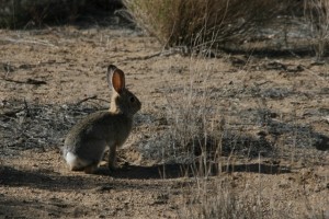 jackrabbit